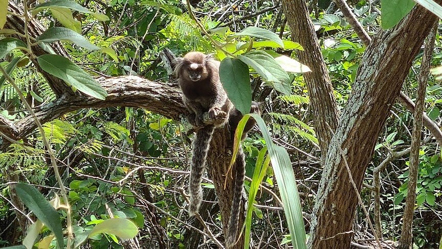Macacos-prego vistos na trilha do Morro Dois Irmãos no Rio de Janeiro.