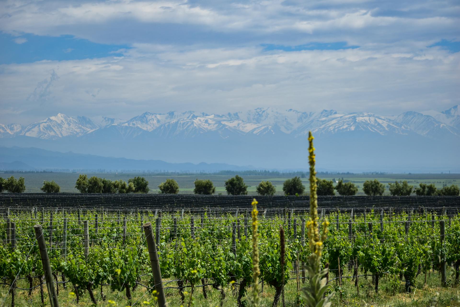 Mendoza se ubica al oeste de Argentina, junto a la cordillera de los Andes. Es la capital vitivinícola del país, la cuna del Malbec y forma parte de las Grandes Capitales del Vino a nivel mundial. Además, es el centro logístico para el montañismo y el turismo de aventura en la región de Cuyo.