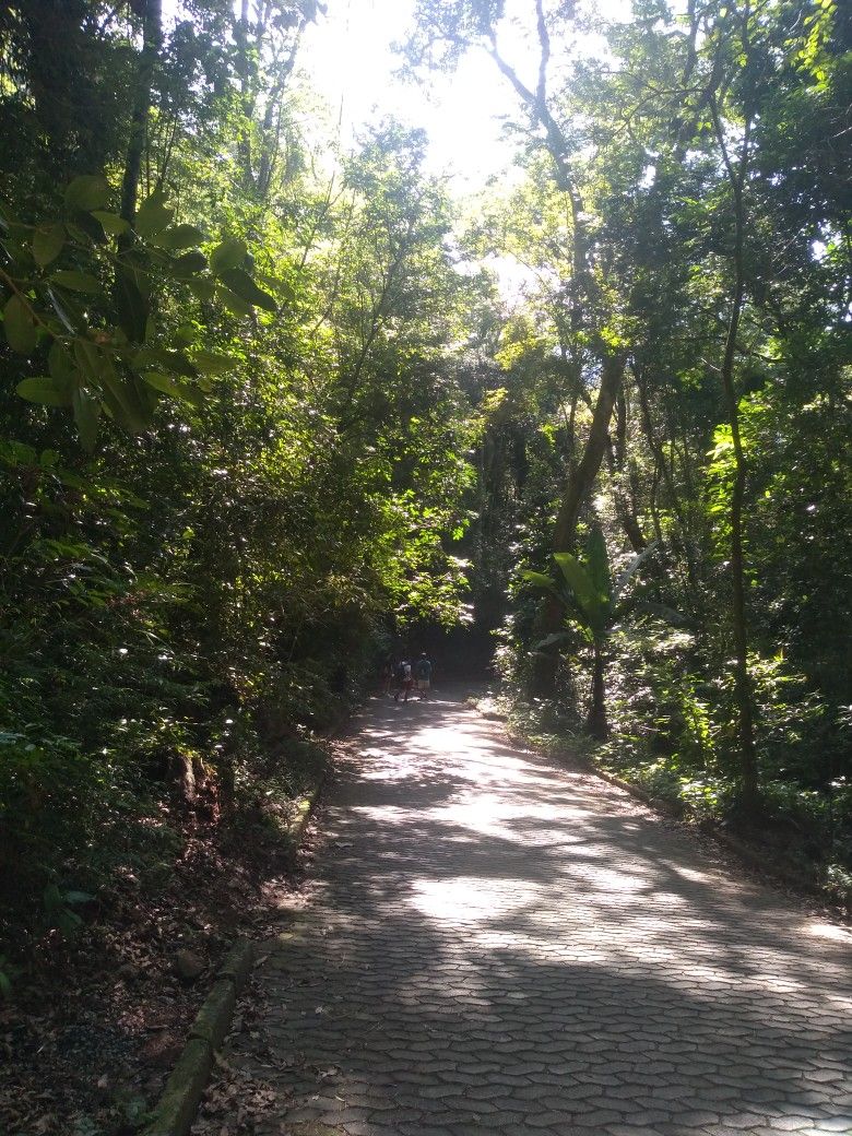 Caminata por el sendero rodeado de vegetación de Mata Atlántica en la Pedra Bonita, Río de Janeiro.
