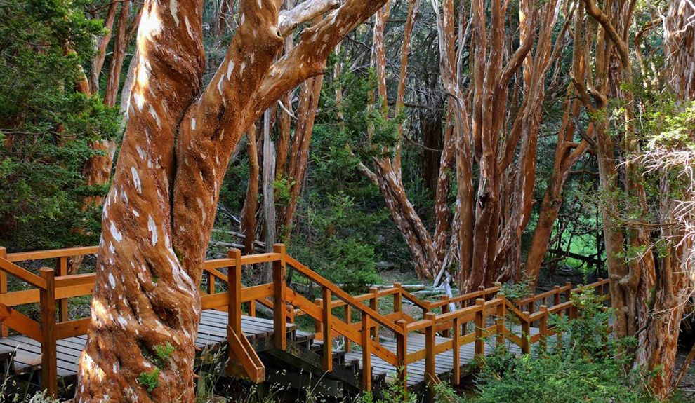 Wooden boardwalk surrounded by the cinnamon-colored trunks of the Arrayanes Forest on the Quetrihue Peninsula.
